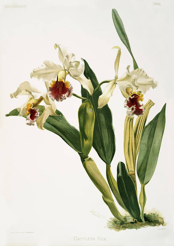 Reichenbachia Orchids Art Print featuring the painting Cattleya rex Orchid by World Art Collective