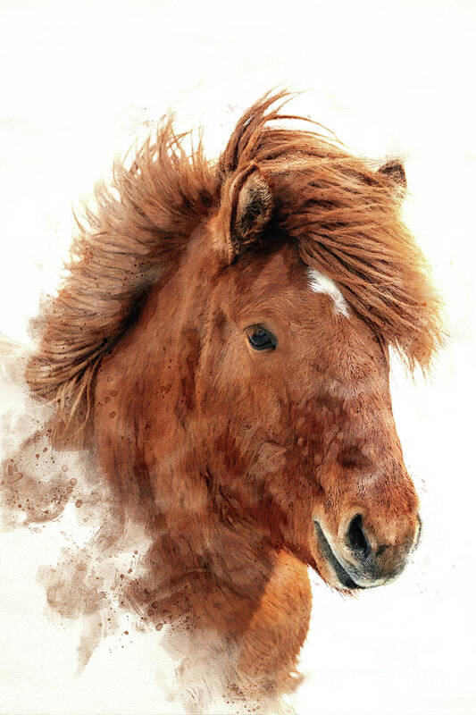 Icelandic Art Print featuring the photograph Chestnut Icelandic horse, islenski hesturinn, digital watercolour. Close up of face and mane. by Jane Rix