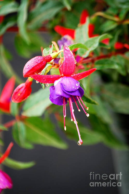 Fuchsia Art Print featuring the photograph Chinese Lantern 2 by Nancy Bradley