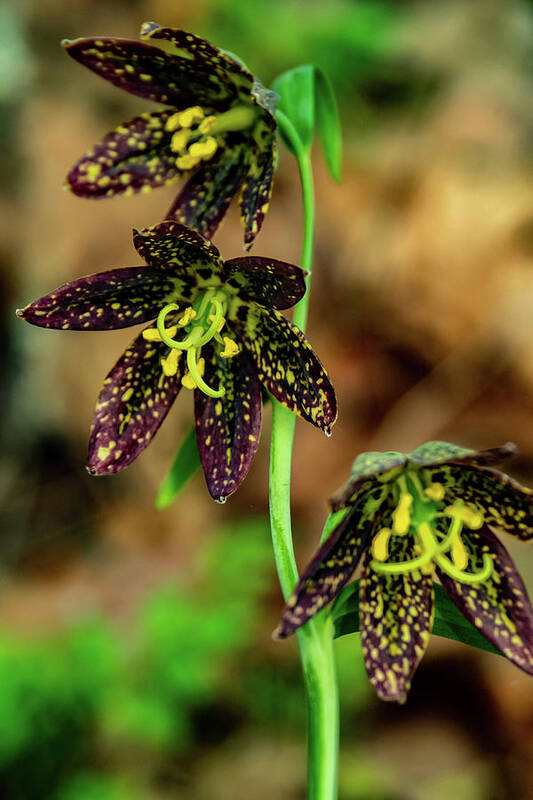 Catherine Creek Art Print featuring the photograph Trio of Chocolate Orchids by Leslie Struxness