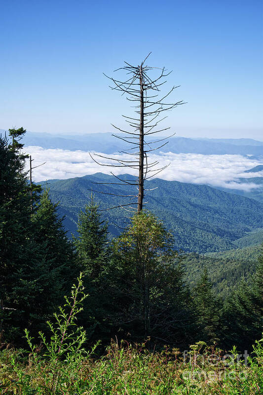 Clingmans Dome Art Print featuring the photograph Clingmans Dome 22 by Phil Perkins
