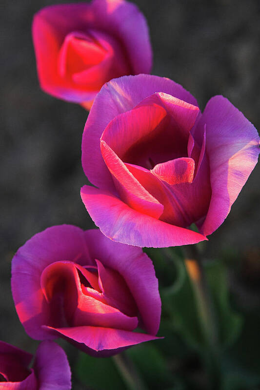 Tulips Art Print featuring the photograph Close Up by Michael Rauwolf