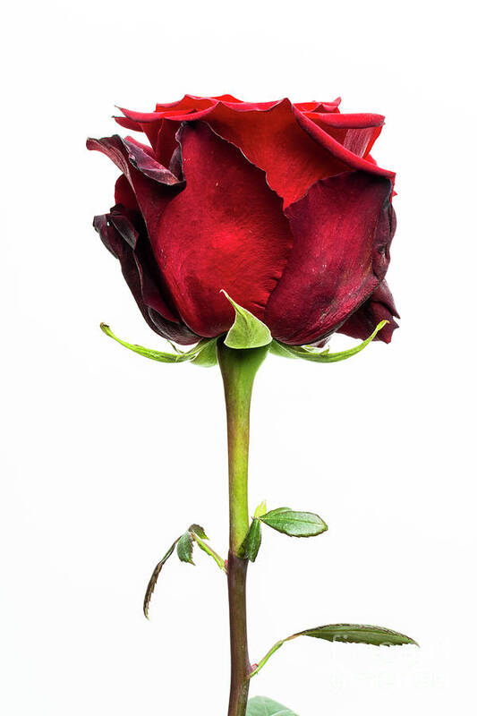 Eternal Rose Art Print featuring the photograph Closeup of a beautiful single eternal red rose on a white background by Bernard Jaubert