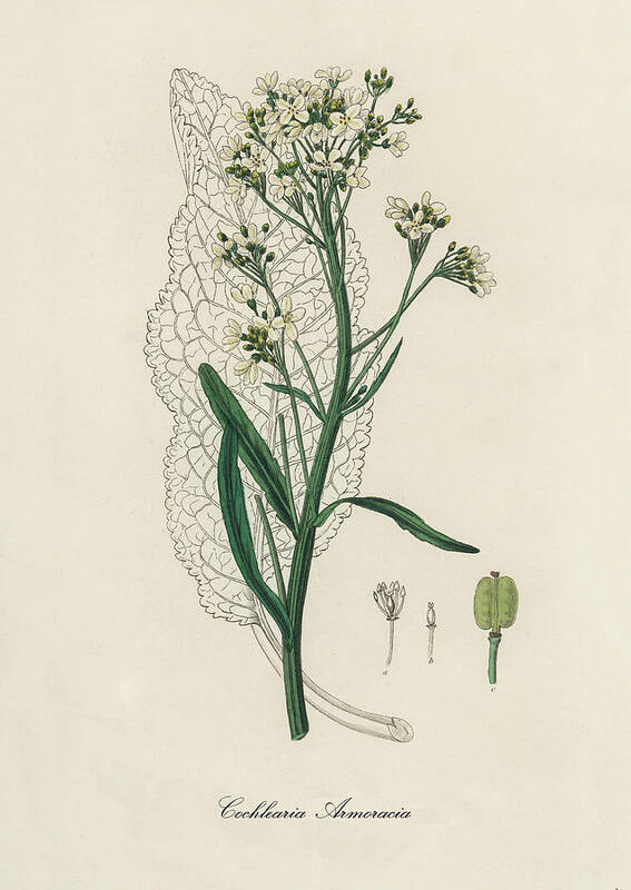 Cochlearia Armoracia Art Print featuring the digital art Cochlearia Armoracia - Horseradish - Medical Botany - Vintage Botanical Illustration by Studio Grafiikka