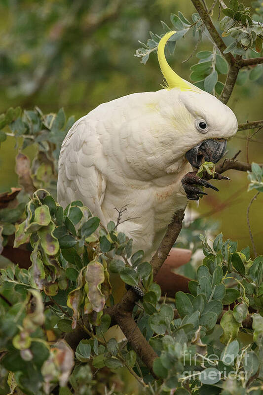 Wildlife Art Print featuring the photograph Cockatoo 10 by Werner Padarin