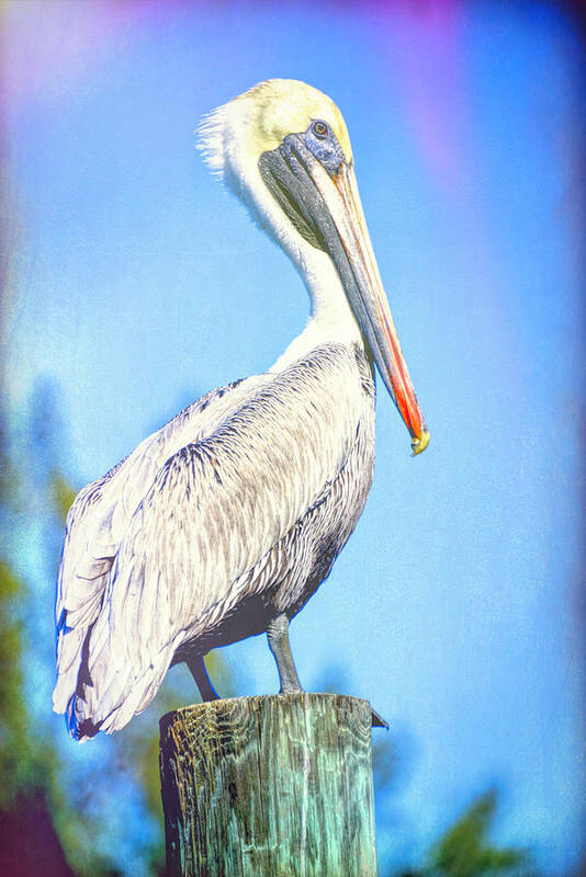 Pelican Art Print featuring the photograph Colorfulcan by Alison Belsan Horton
