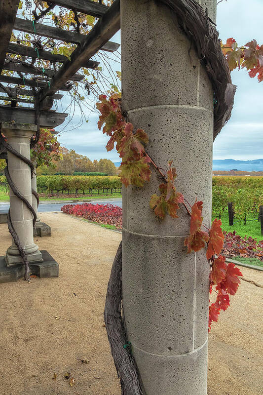 Autumn Art Print featuring the photograph Columns With Grapevine by Jonathan Nguyen