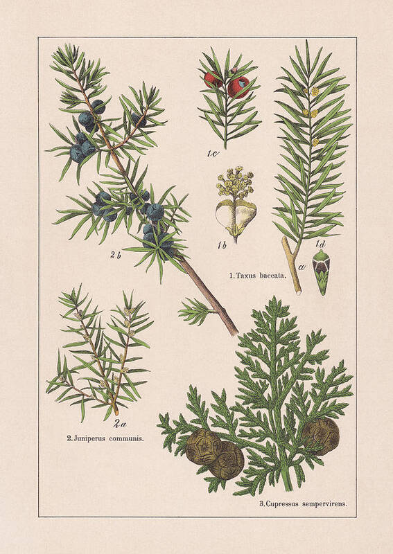 White Background Art Print featuring the drawing Coniferes, chromolithograph, published in 1895 by Zu_09