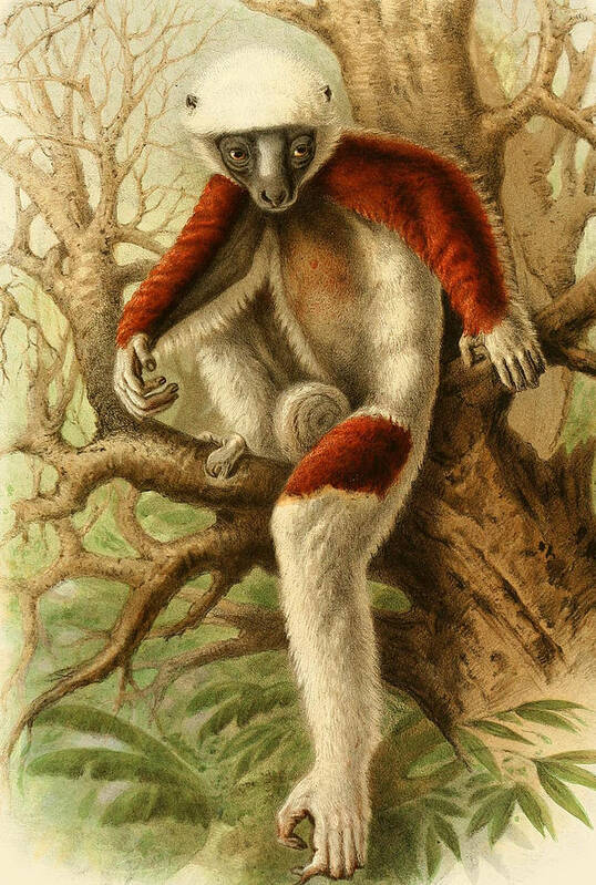 Zoological Art Print featuring the mixed media Coquerel's sifaka by World Art Collective