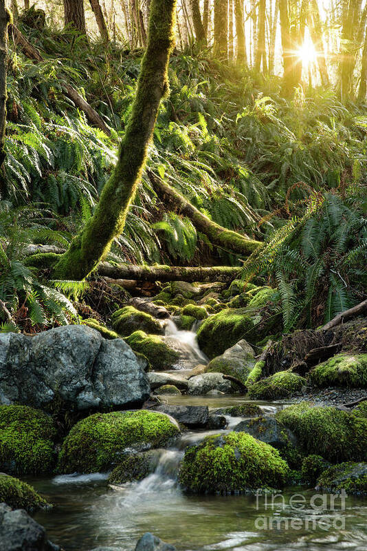 Enchanted Forest Art Print featuring the photograph Creek waterfall with sun and moss by Naomi Maya