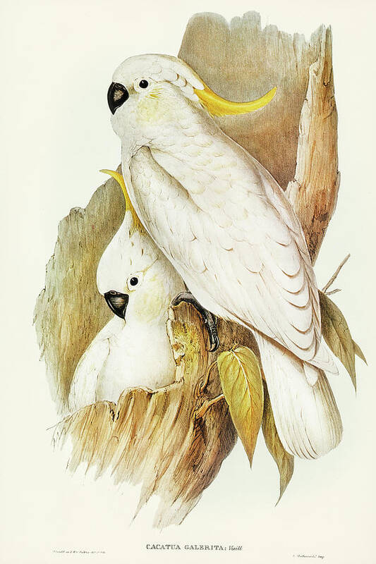 Crested Cockatoo Art Print featuring the drawing Crested Cockatoo, Cacatua galerita by John Gould