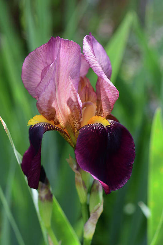 Bearded Iris Art Print featuring the photograph Crimson and Pink Bearded Iris by Cynthia Westbrook
