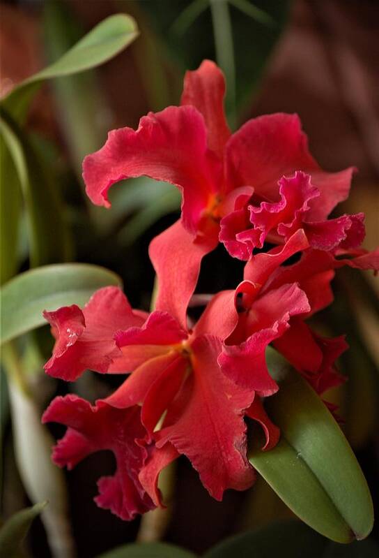 Orchid Art Print featuring the mixed media Crimson Cattleya Orchids by Nancy Ayanna Wyatt