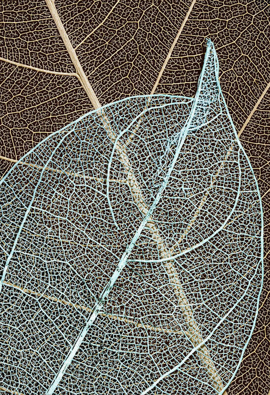 #leaf #skeleton #intersecting #layers #minimalist #art #simplicity #clean #contrasts #curiosity #office Art #isolation #neatness #patterns #photo #still Life #wall Art #solitary #two #double #combined #lines #repetition #modern Decor #shabby Chic Decor #traditional Decor Art Print featuring the photograph Crossroads Of The Skeleton Leaves by Gary Slawsky