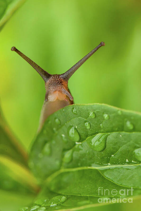 Garden Art Print featuring the photograph Cute garden snail long tentacles on leaf by Simon Bratt