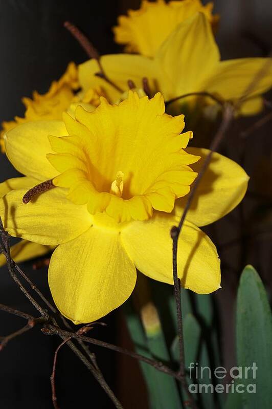 Daffodil Art Print featuring the photograph Daffodil Beauty by Claudia Zahnd-Prezioso