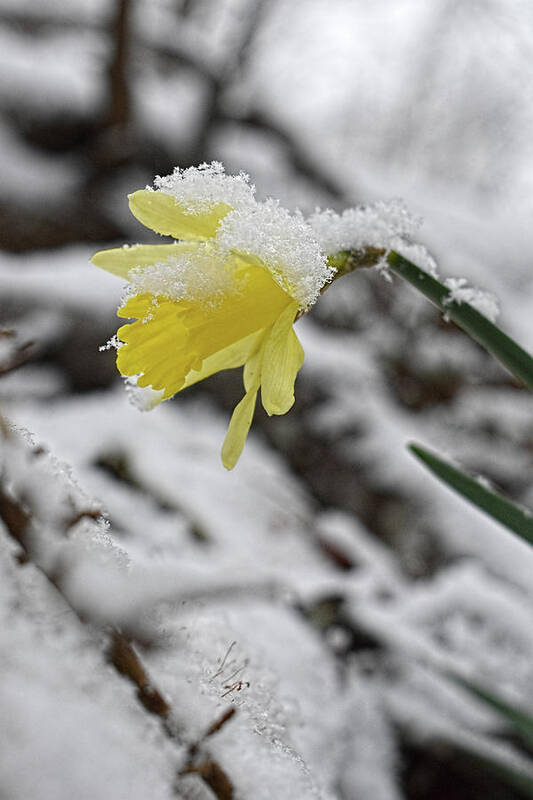 Daffodil Art Print featuring the photograph Daffodil in Winter by Jason Bohannon
