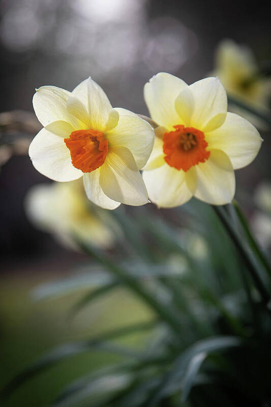 Daffodil Art Print featuring the photograph Daffodils by Denise Kopko