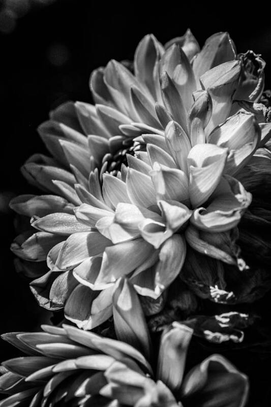 Best Art Print featuring the photograph Dahlia, Dramatic Monochrome by W Craig Photography