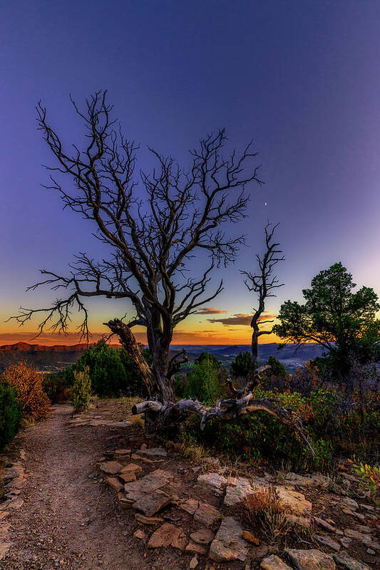 Dead Tree Art Print featuring the photograph Dead Tree over Durango by Bradley Morris