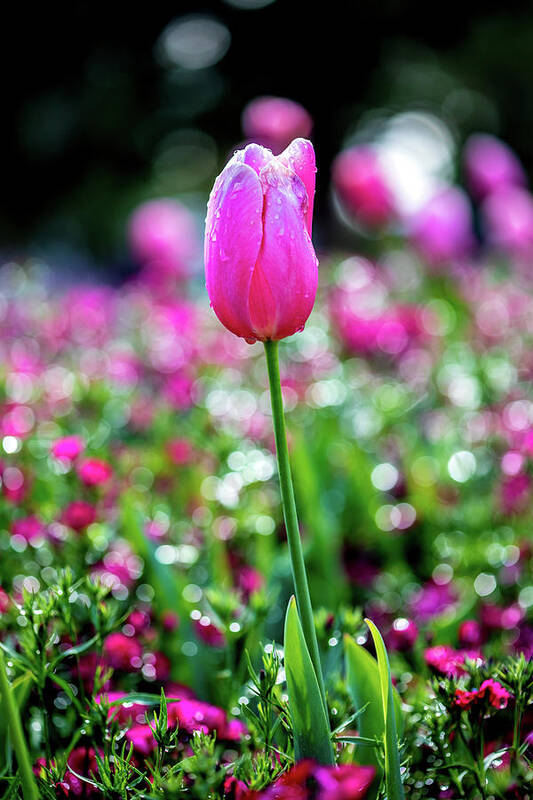 Pink Tulip Flowers Art Print featuring the photograph Delightful by Az Jackson