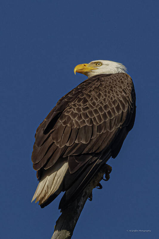 Minnowbrook Eagle Art Print featuring the photograph Diligence by Al Griffin