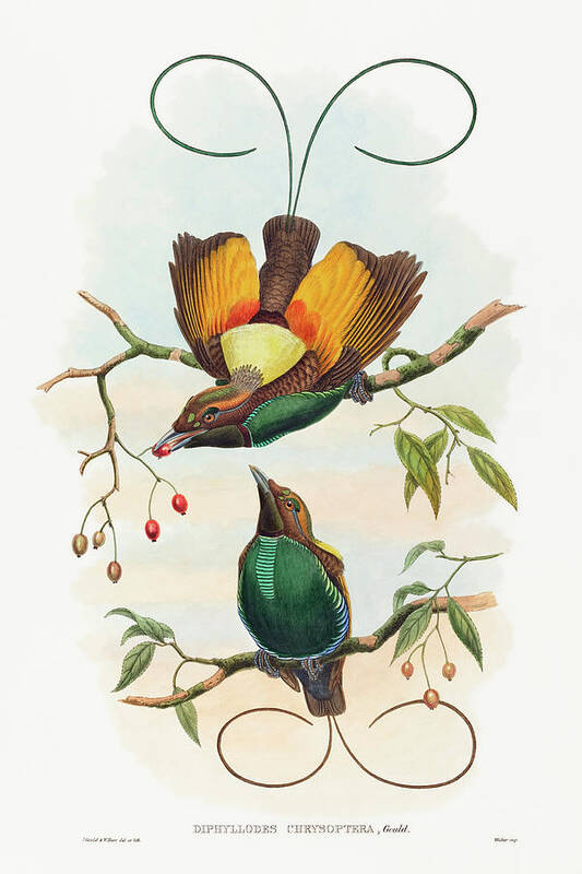 Diphyllodes Chrysoptera Art Print featuring the drawing Diphyllodes chrysoptera, Magnificent Bird of Paradise by John Gould