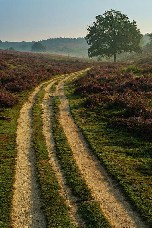 Dirt Road Art Print featuring the photograph Dirtroad between the heather fields by Anges Van der Logt