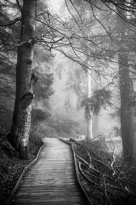 Black And White Art Print featuring the photograph Divine Forest by Philippe Sainte-Laudy