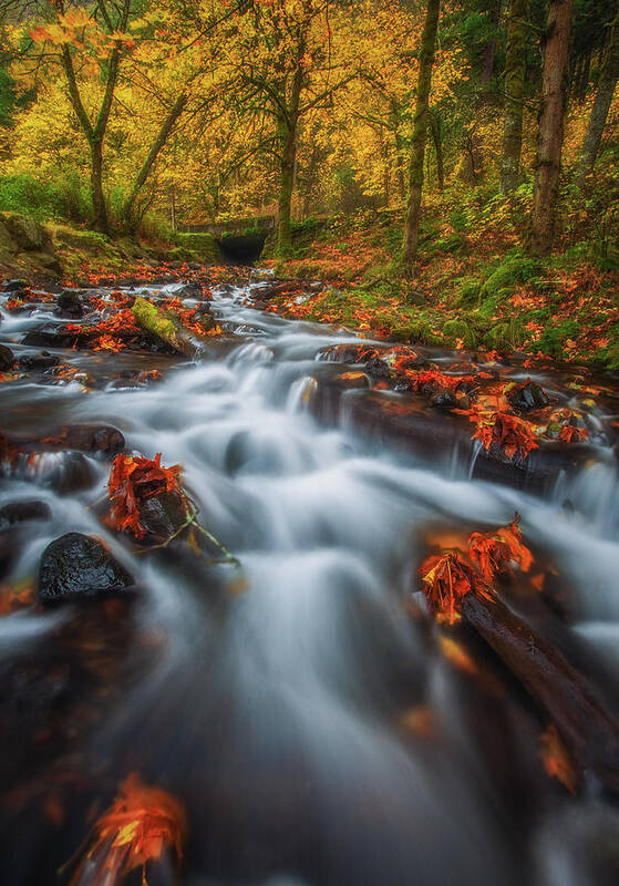 Fall Art Print featuring the photograph Dreaming of Fall by Darren White