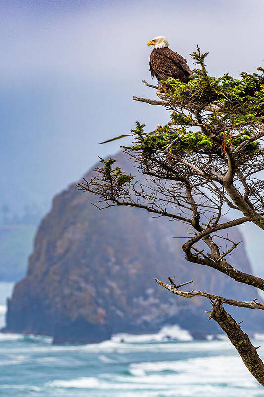 Oregon Art Print featuring the photograph Eagle at Haystack Rock by Erin K Images