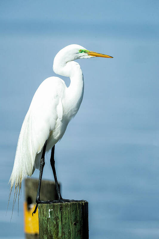Egret Art Print featuring the photograph Egret on Pilling by Fran Gallogly