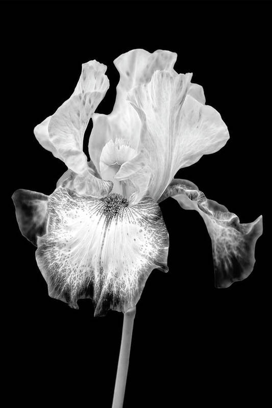 Iris Art Print featuring the photograph Electric Iris FlowerBW by Susan Candelario