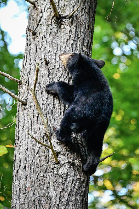 Wildlife Art Print featuring the photograph Escaping Danger by Ed Stokes