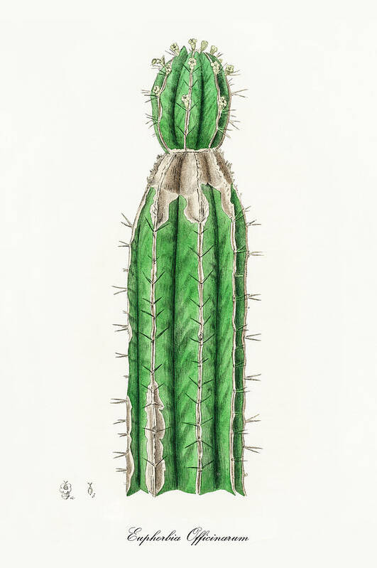 Euphorbia Officinarum Art Print featuring the digital art Euphorbia Officinarum - Spurge - Medical Botany - Vintage Botanical Illustration by Studio Grafiikka