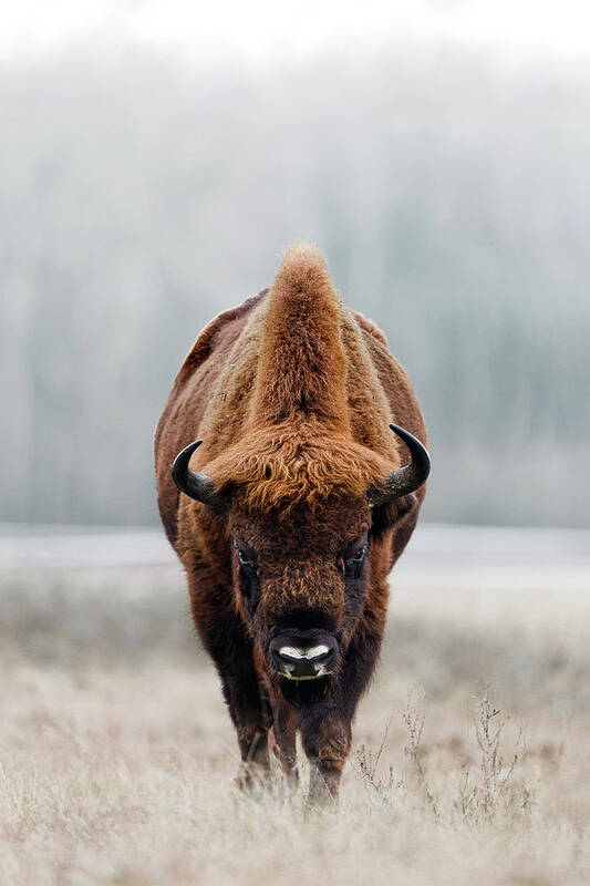 European Buffalo Art Print featuring the photograph European Bison bull by Patrick Van Os