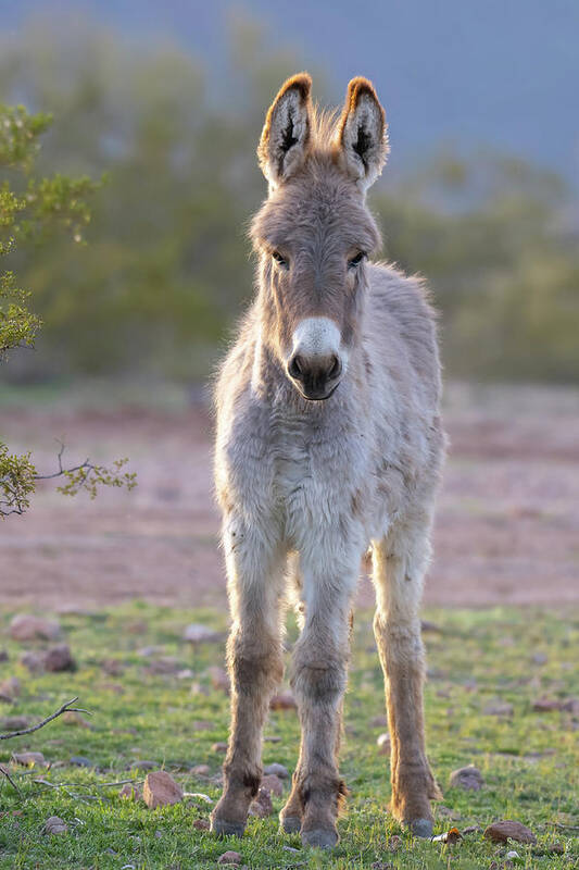 Wild Burro Art Print featuring the photograph Evening Friend by Mary Hone