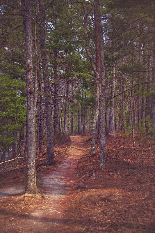 Forest Art Print featuring the photograph Evening Stroll by Tricia Louque