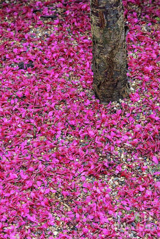 Cherry Tree Blossom Cherry Tree Art Print featuring the photograph Fallen Japanese Cherry Tree Blossom by Tim Gainey