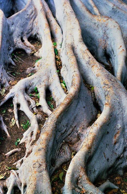 Tree Roots Art Print featuring the photograph Family Bonds by Kerry Obrist
