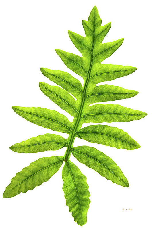 Fern Art Print featuring the photograph Fern by Christina Rollo