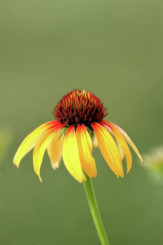 Coneflower Art Print featuring the photograph Fiesta Coneflower by Lens Art Photography By Larry Trager