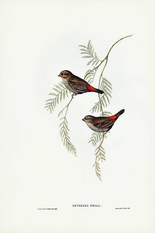 Fire-tailed Finch Art Print featuring the drawing Fire-tailed Finch by John Gould
