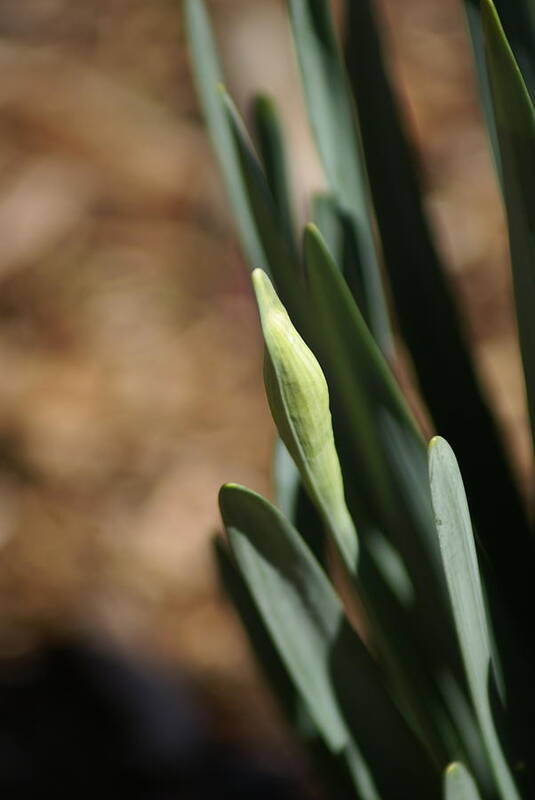  Art Print featuring the photograph First Bud by Heather E Harman