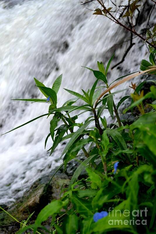Waterfall Photography Art Print featuring the photograph Flowers by the Waterfall by Expressions By Stephanie