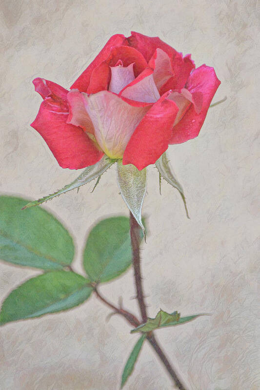 Rose Art Print featuring the digital art Flowers of SoCal - Red Pink Rose Portrait by Gaby Ethington