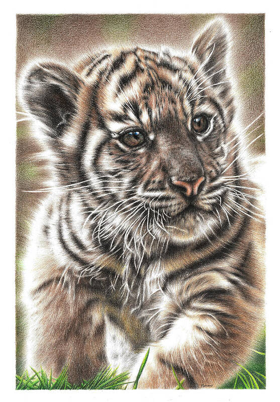Tiger Art Print featuring the drawing Fluffy Tiger Cub by Casey 'Remrov' Vormer