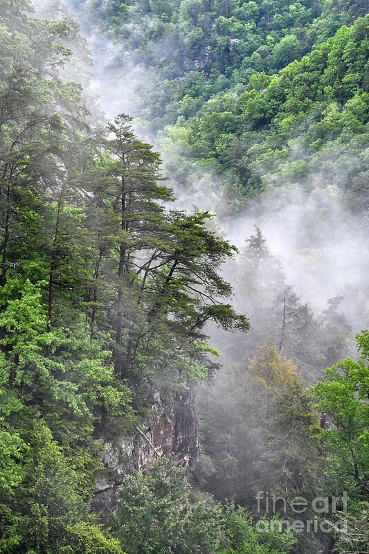 Fall Creek Falls Art Print featuring the photograph Fog In Valley 2 by Phil Perkins