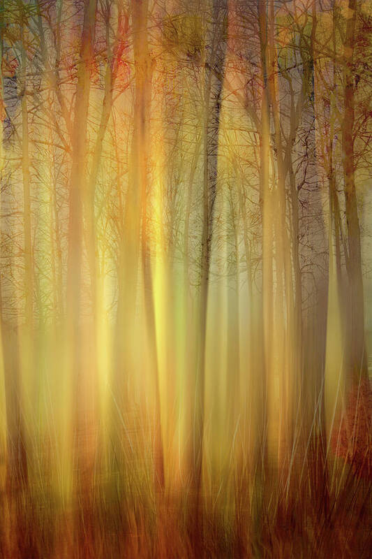 Photography Art Print featuring the digital art Forest Magic by Terry Davis