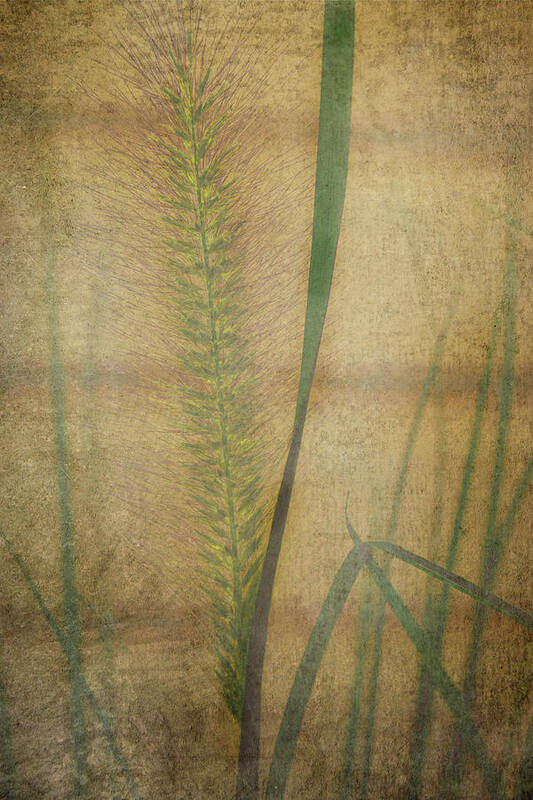 Green Art Print featuring the mixed media Fountain Grass - Texture by AS MemoriesLiveOn